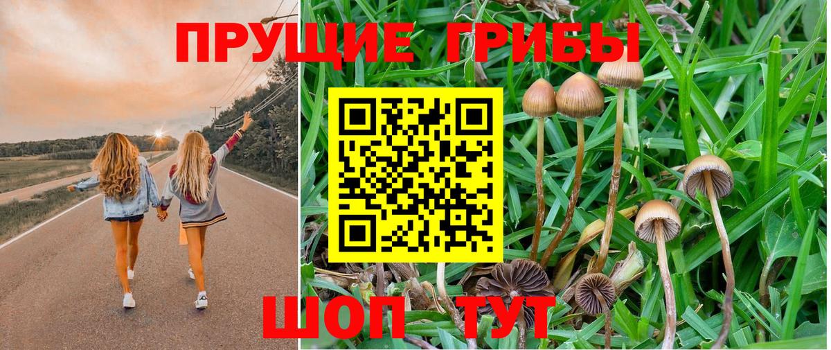 Галлюциногенные грибы прущие грибы  Галлюциногенные грибы GOLDEN TEACHER  Вход с VPN  Биробиджан 